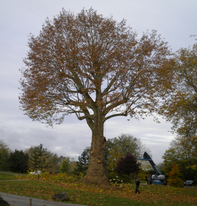 ELAGAGE et abattage d'arbres